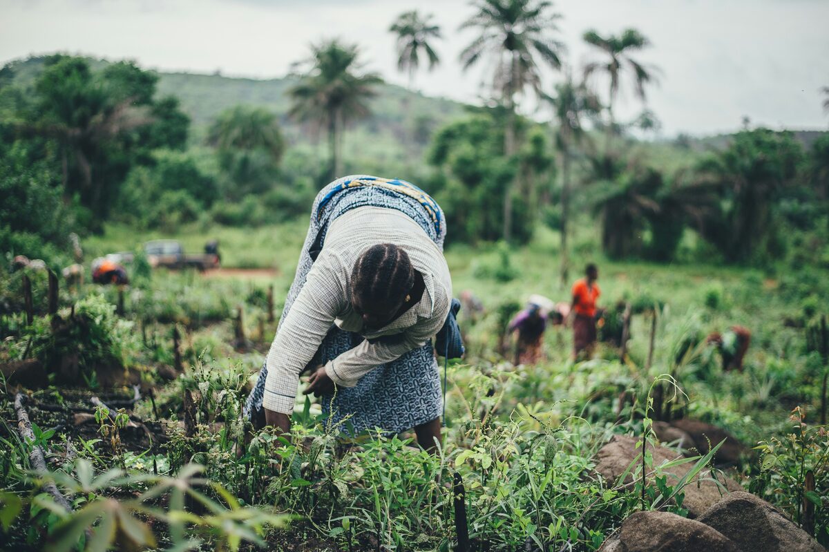Productrice agricole récoltant dans un champ, Afrique de l'Ouest